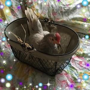 Meet your Posher, Lori